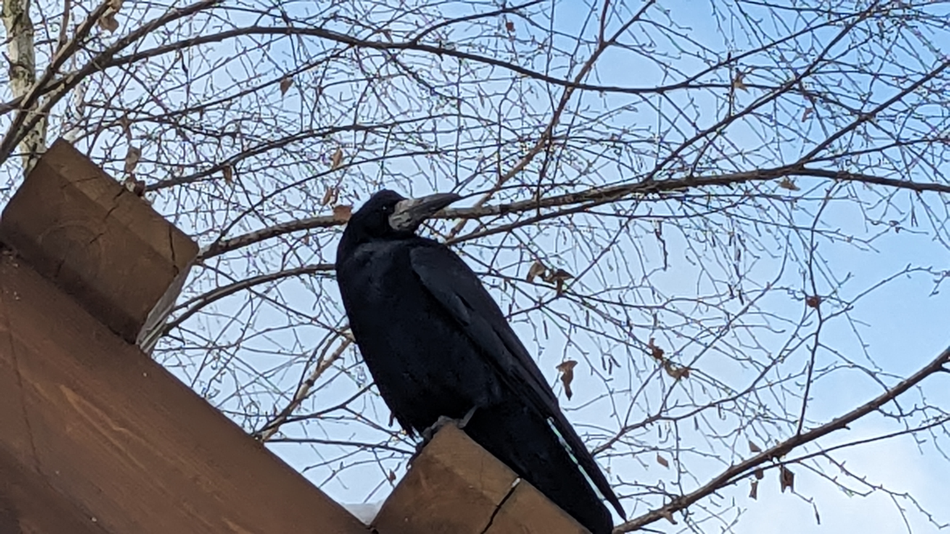 Crow