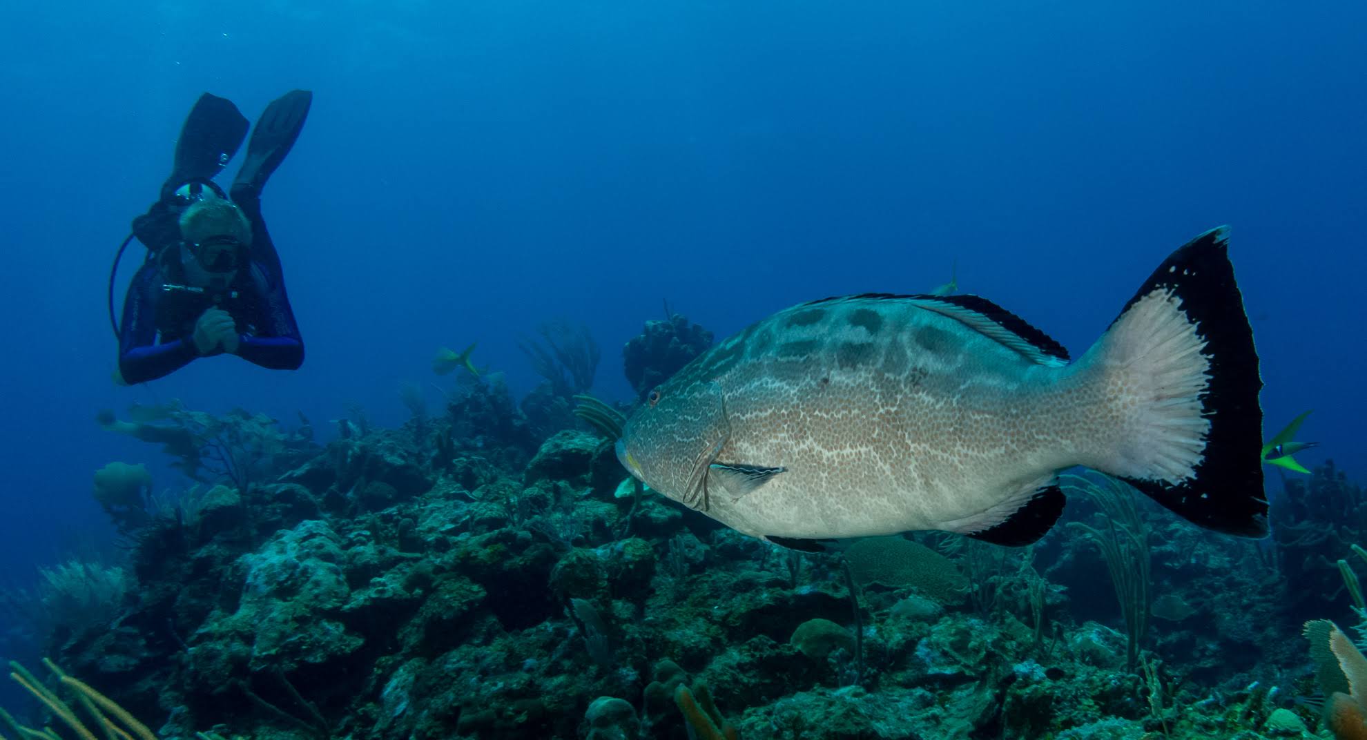 Scuba
