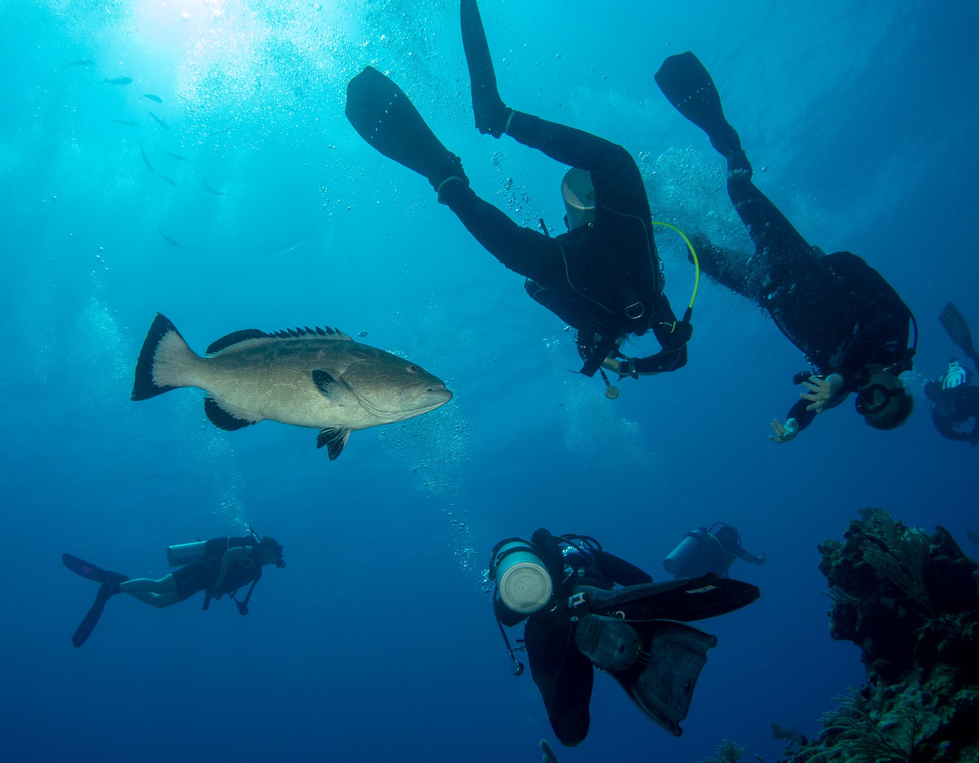 Scuba