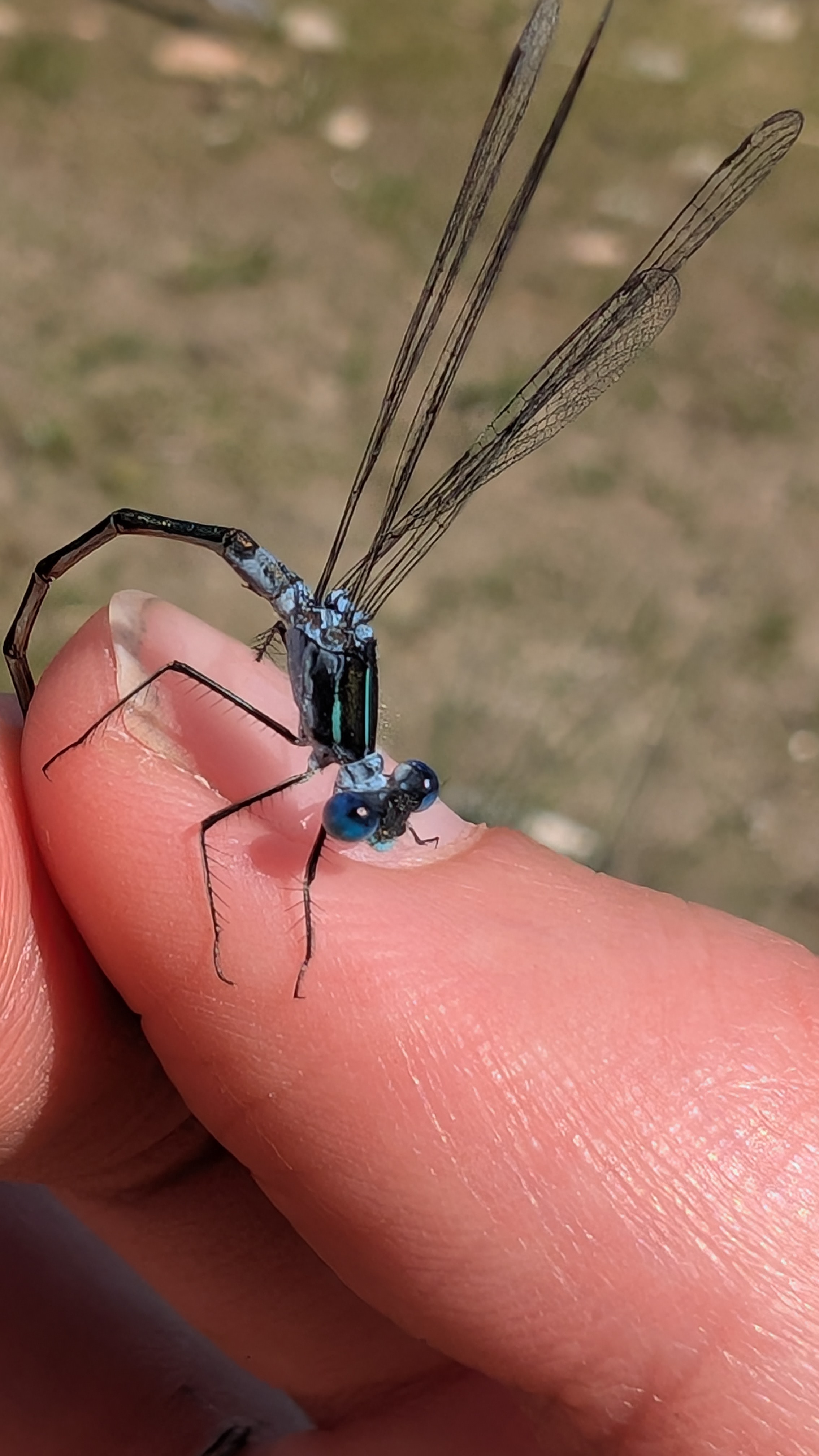 Insect