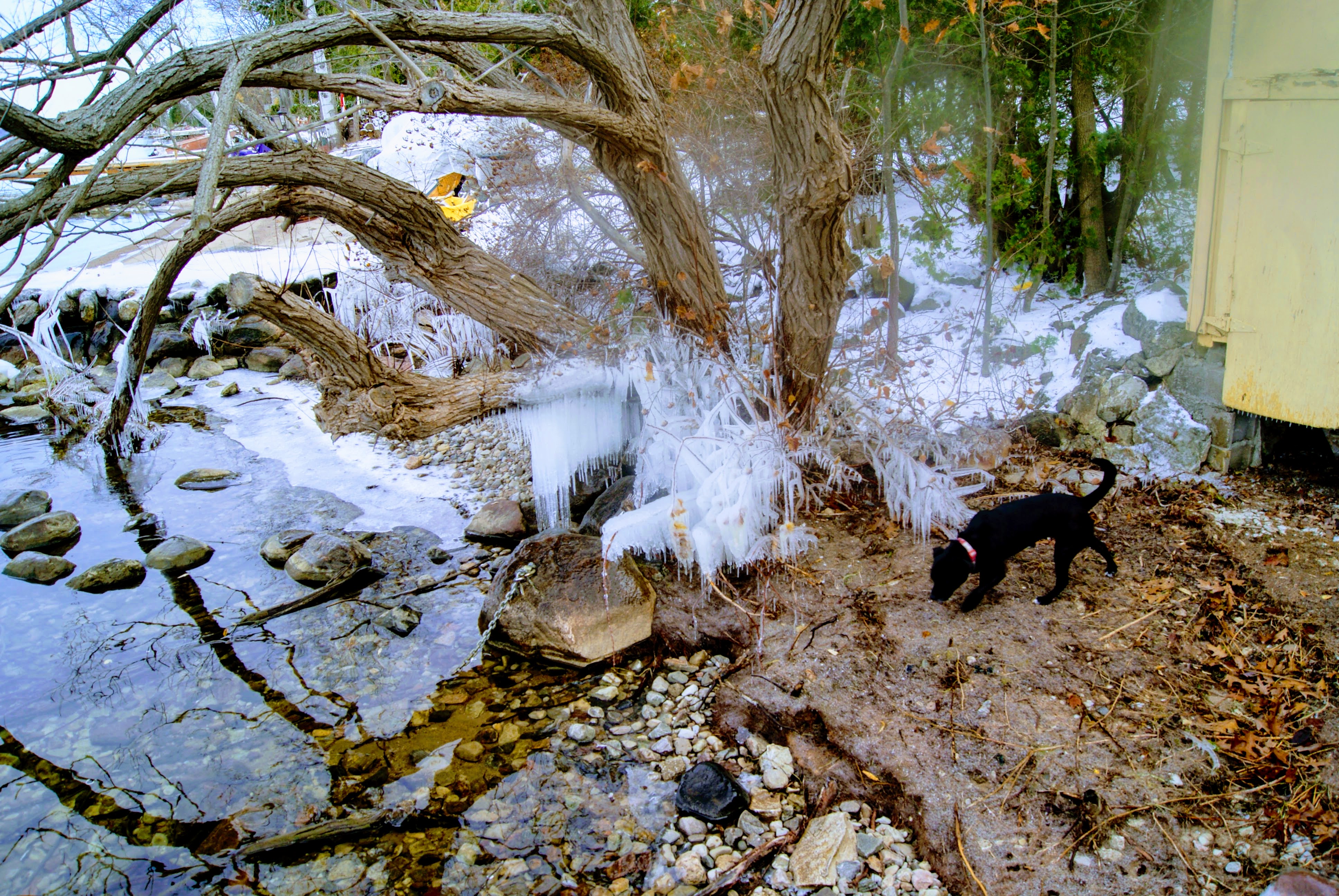 Dog and ice