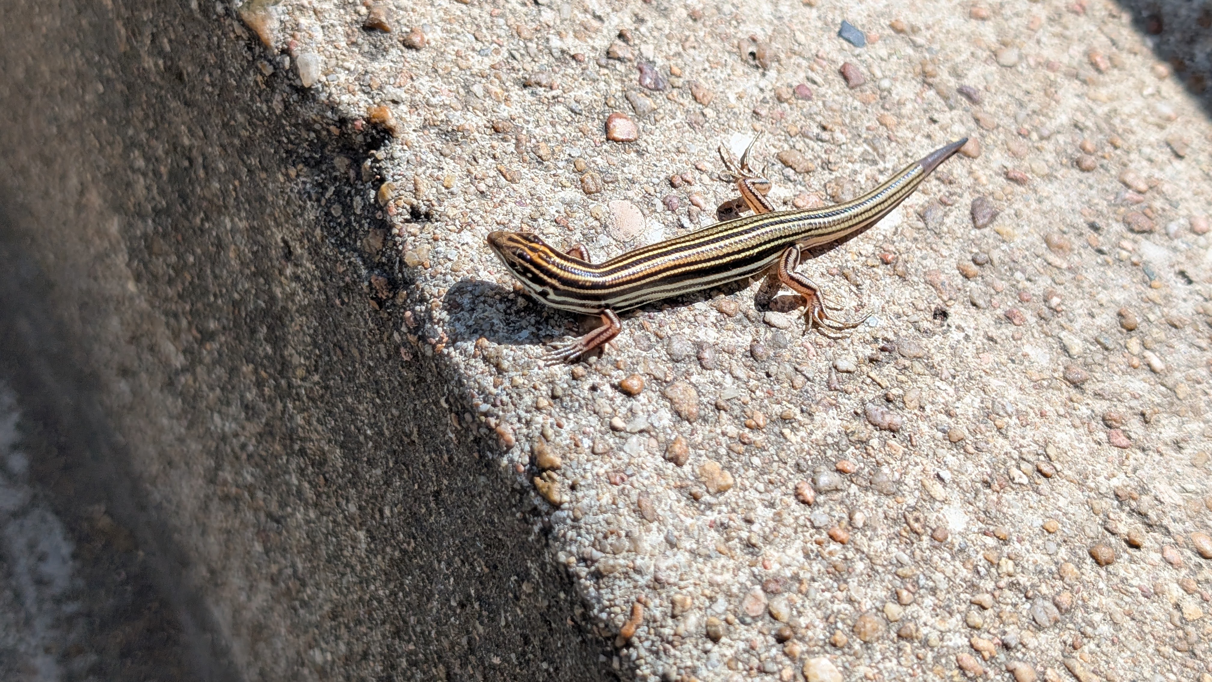 lizard