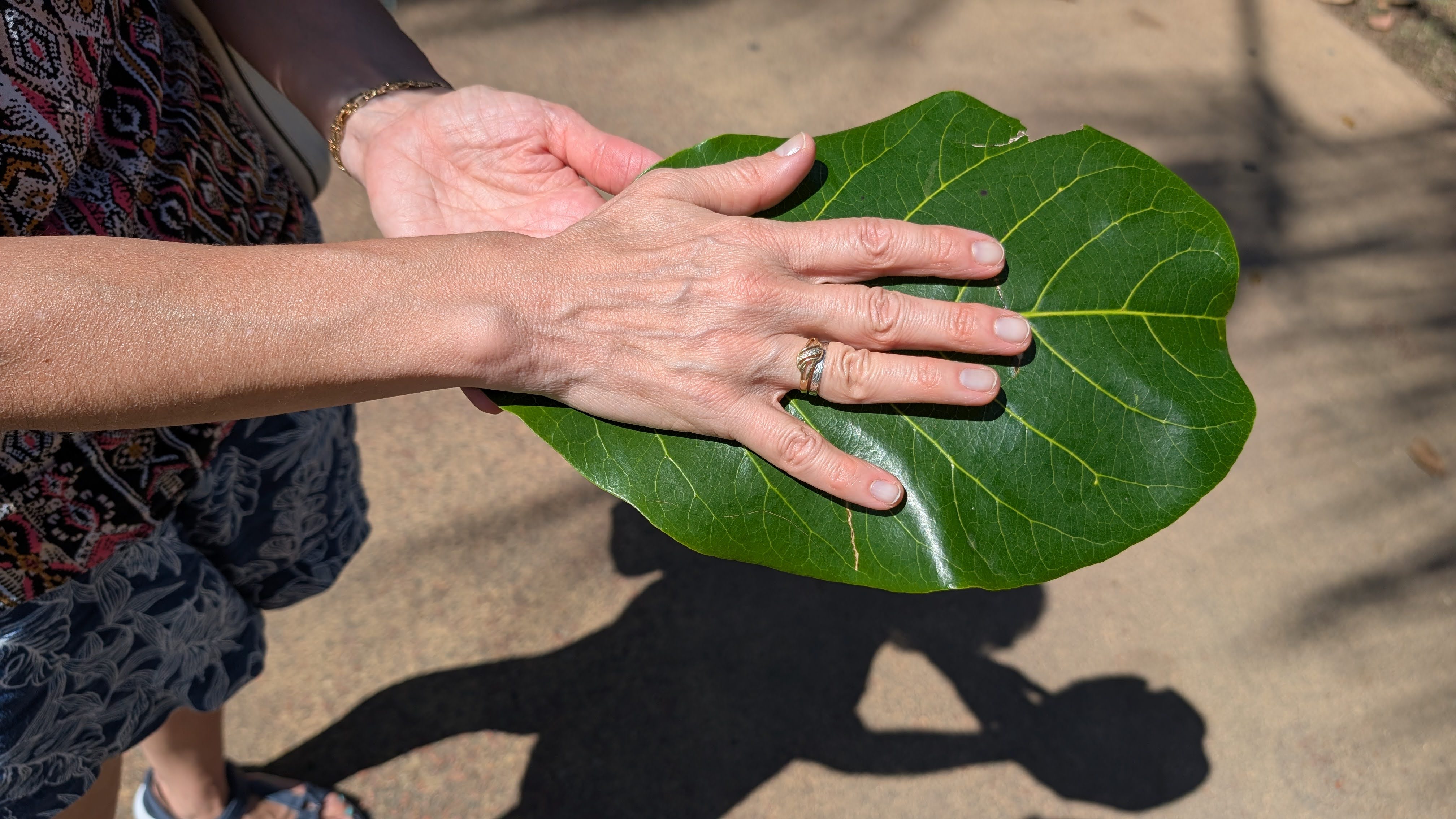 Autralian leaf