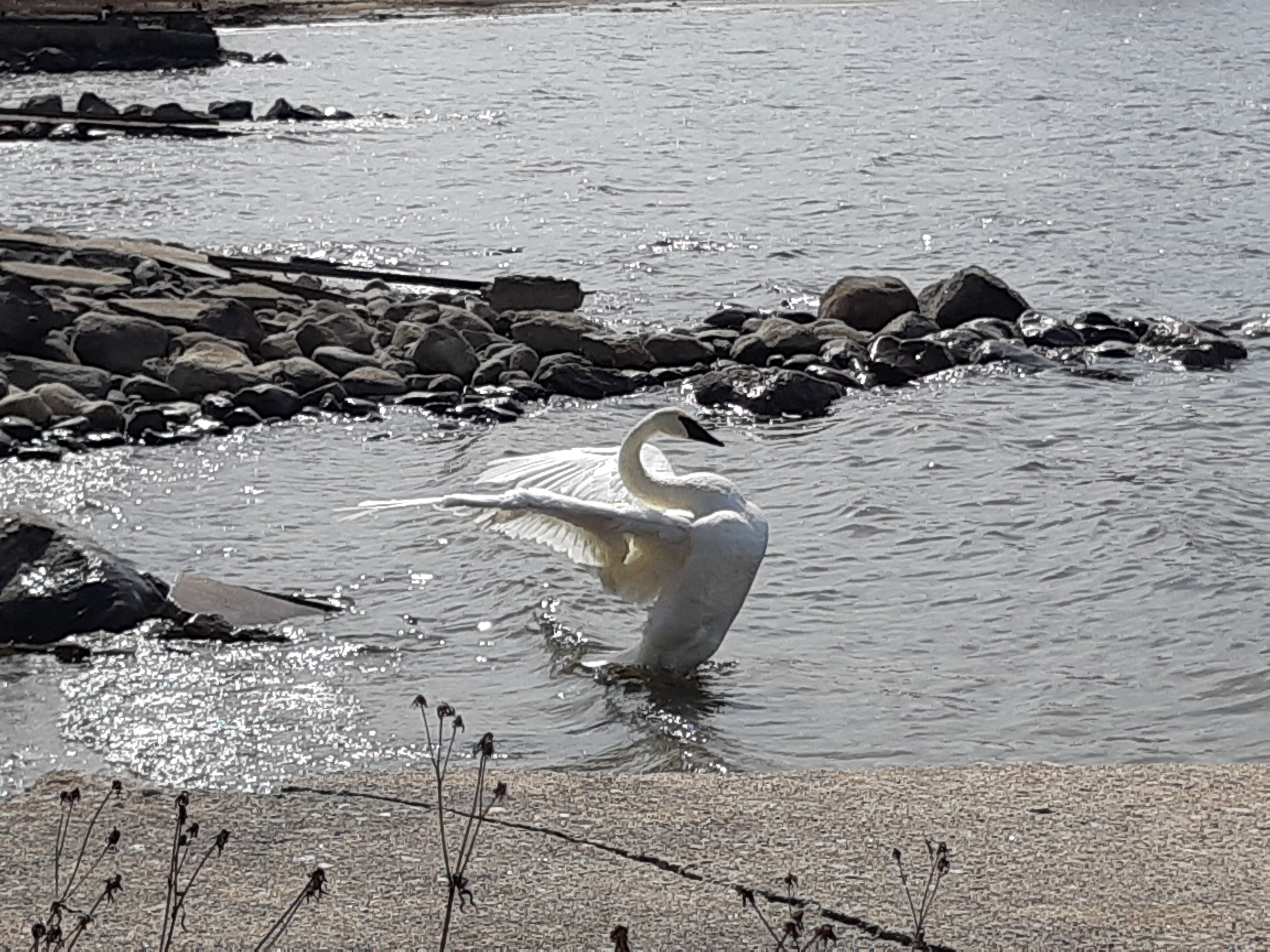 Swan