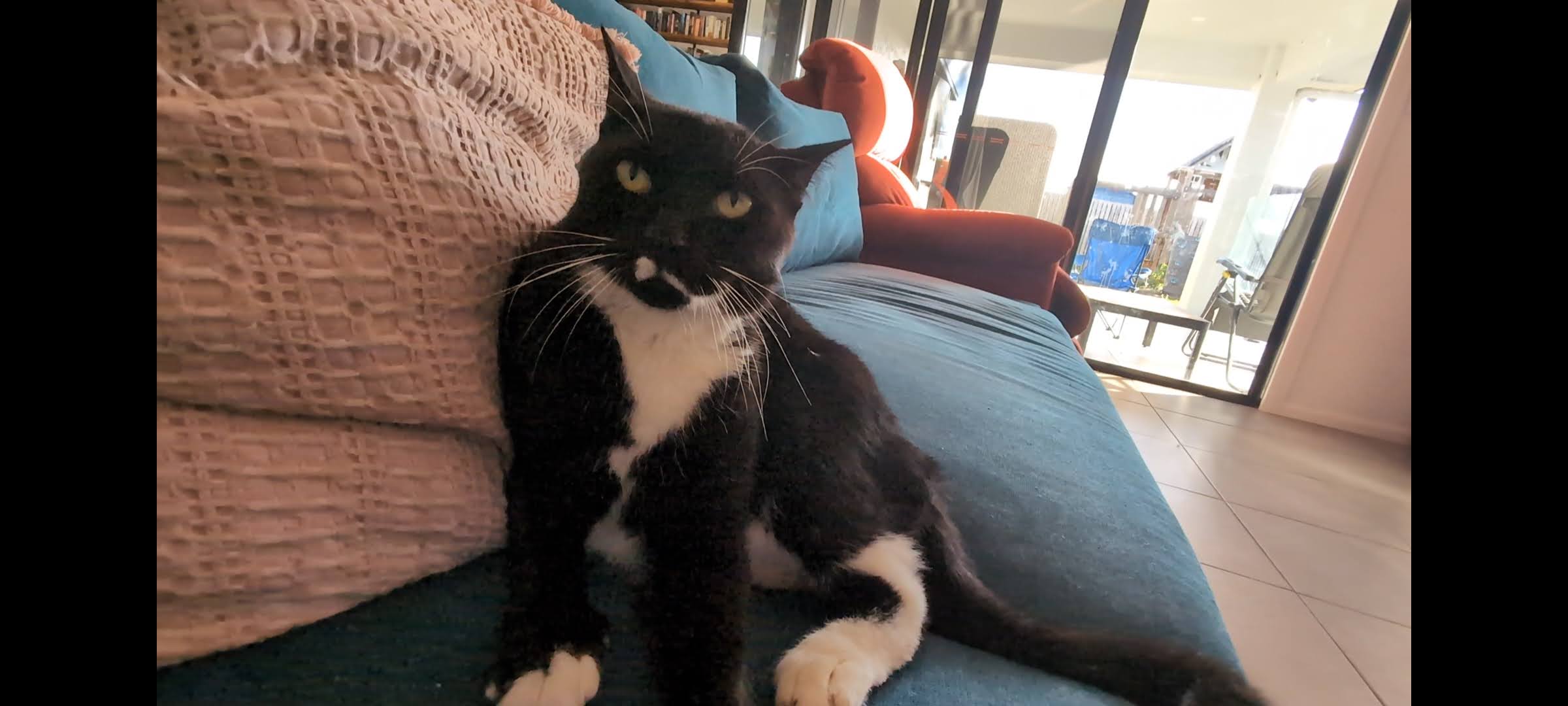 Mo the cat