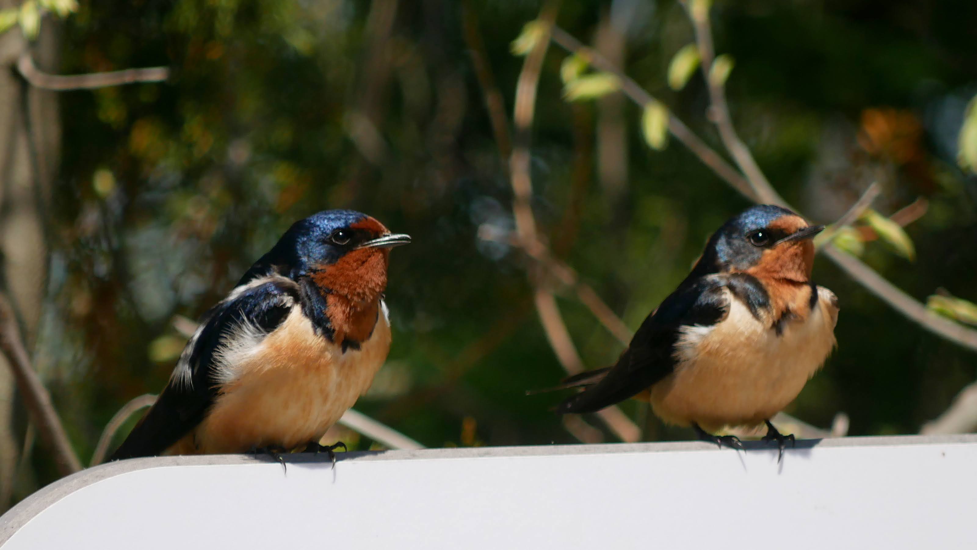 Birds