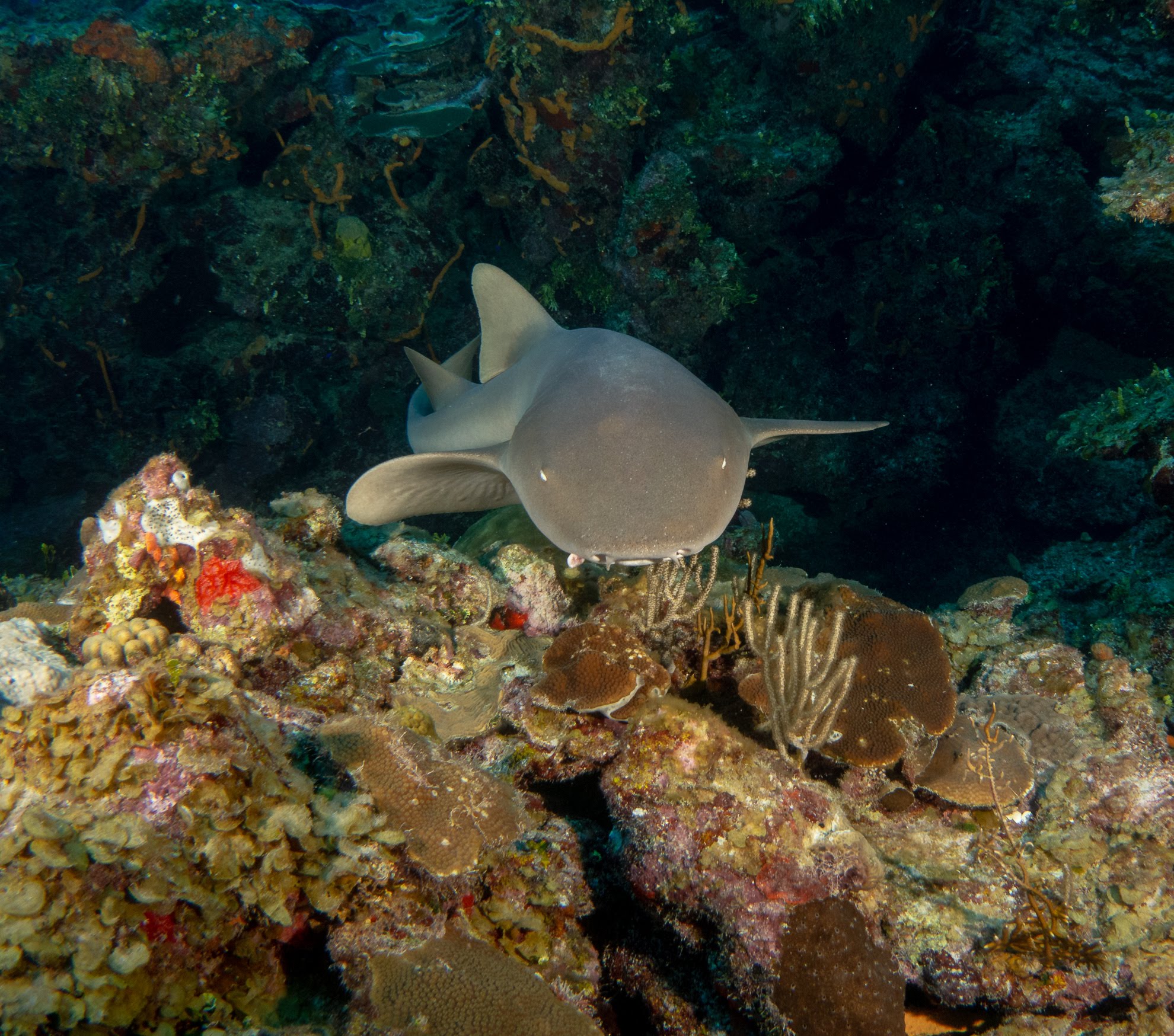 Shark