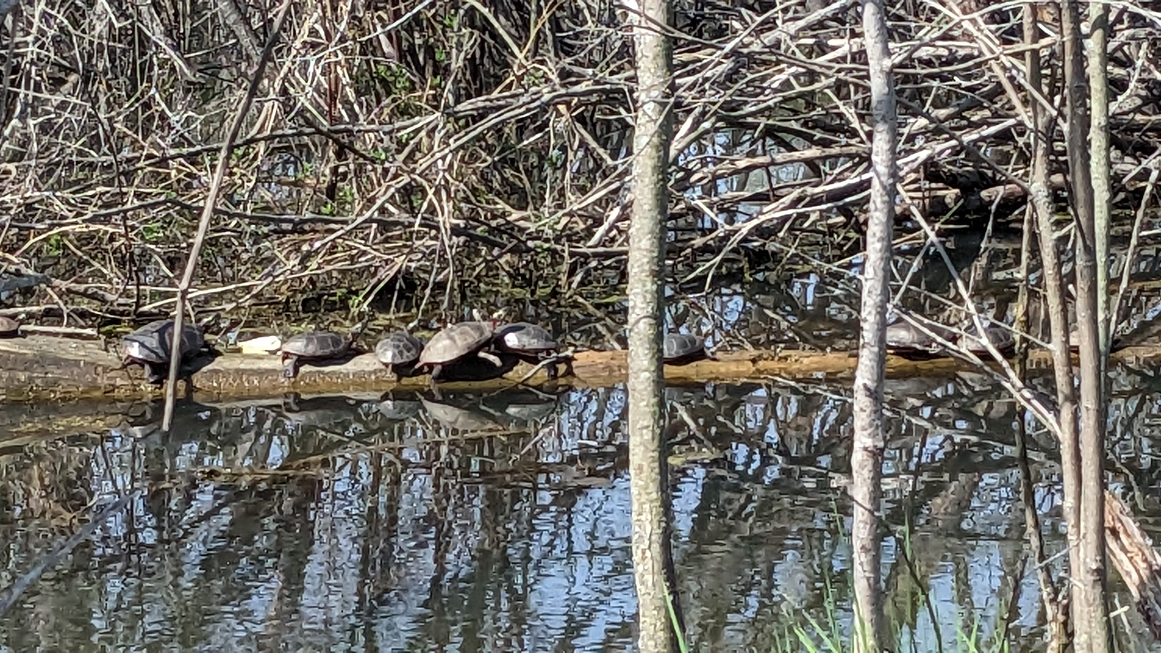Turtles sun bathing