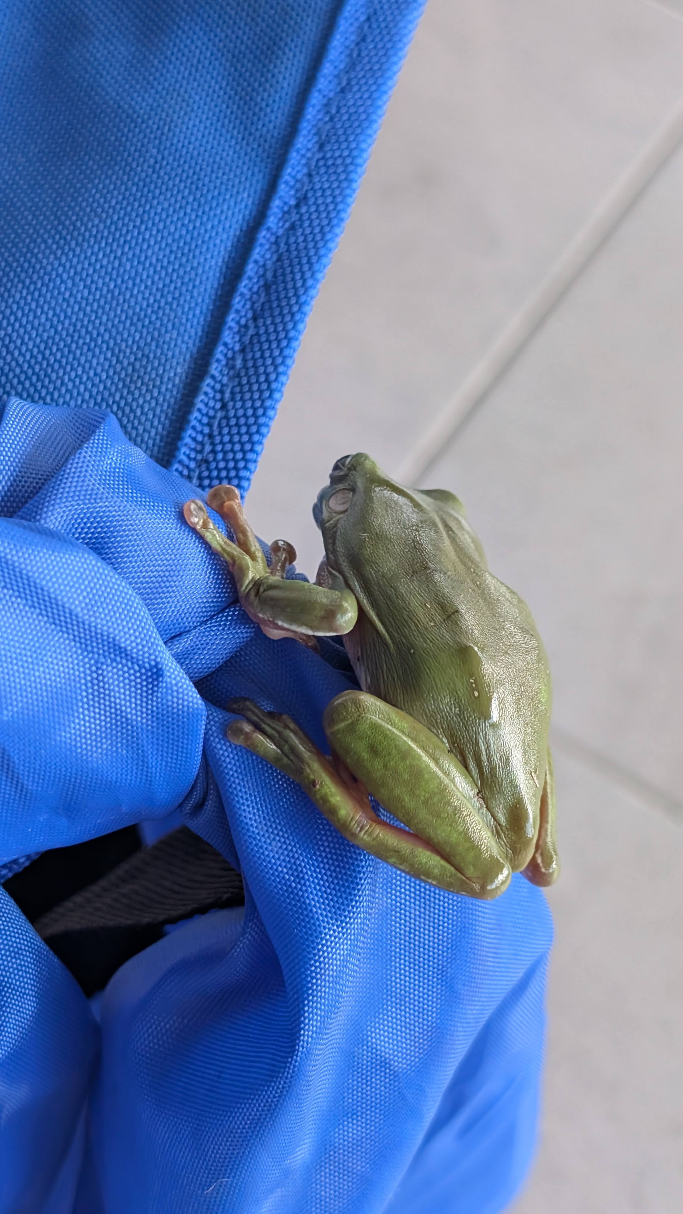 Toad