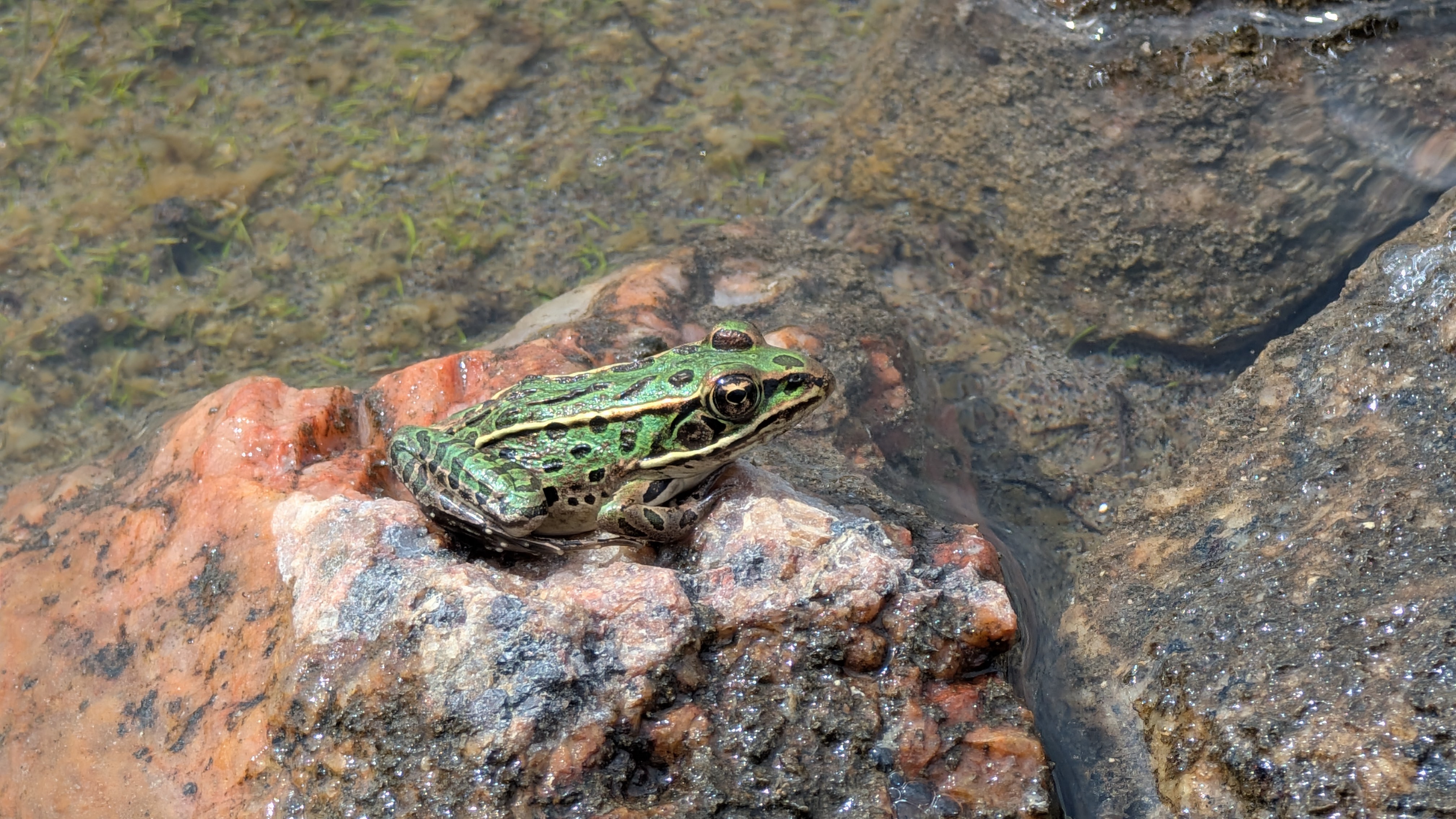 Toad