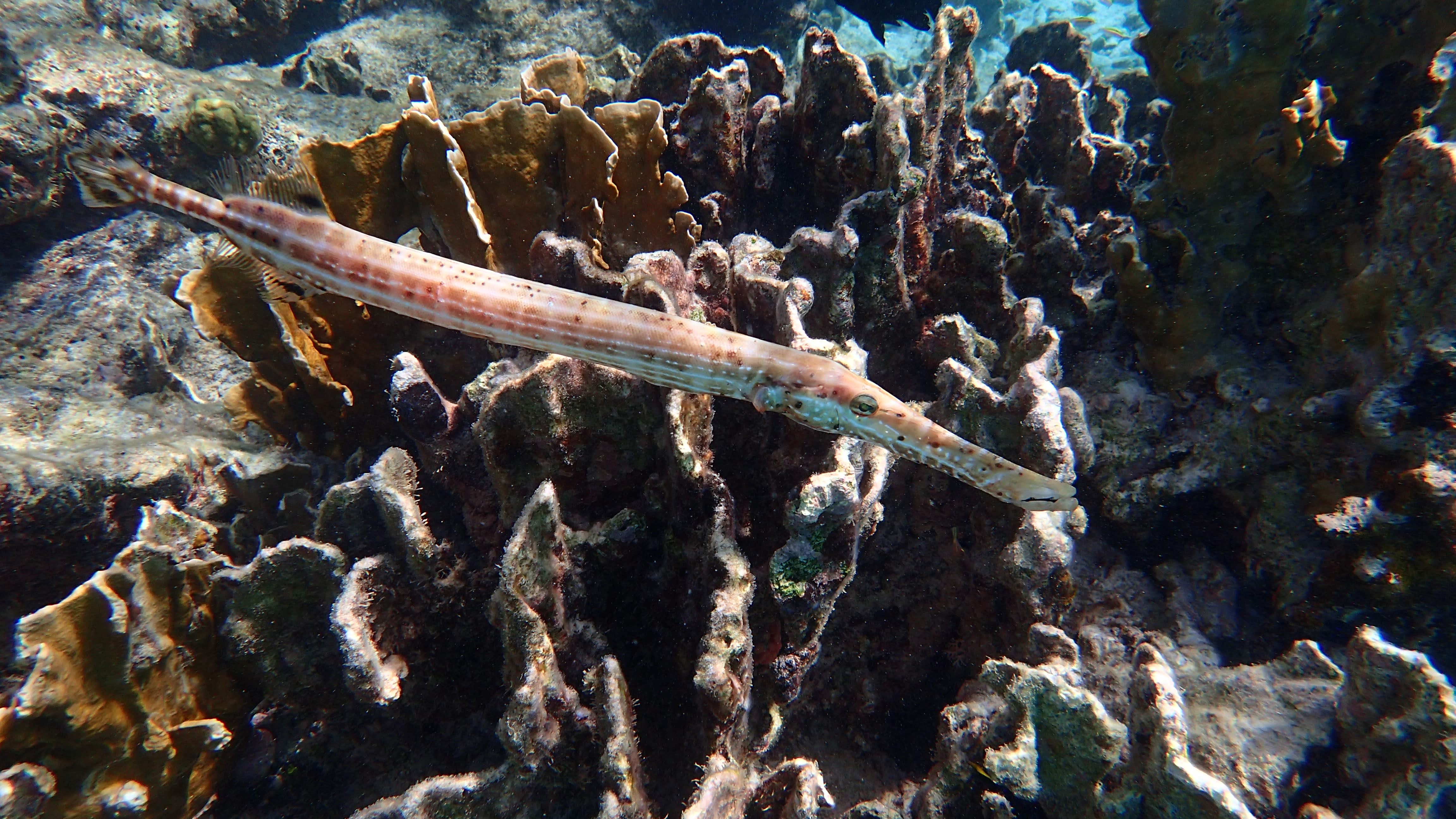 Trompet fish