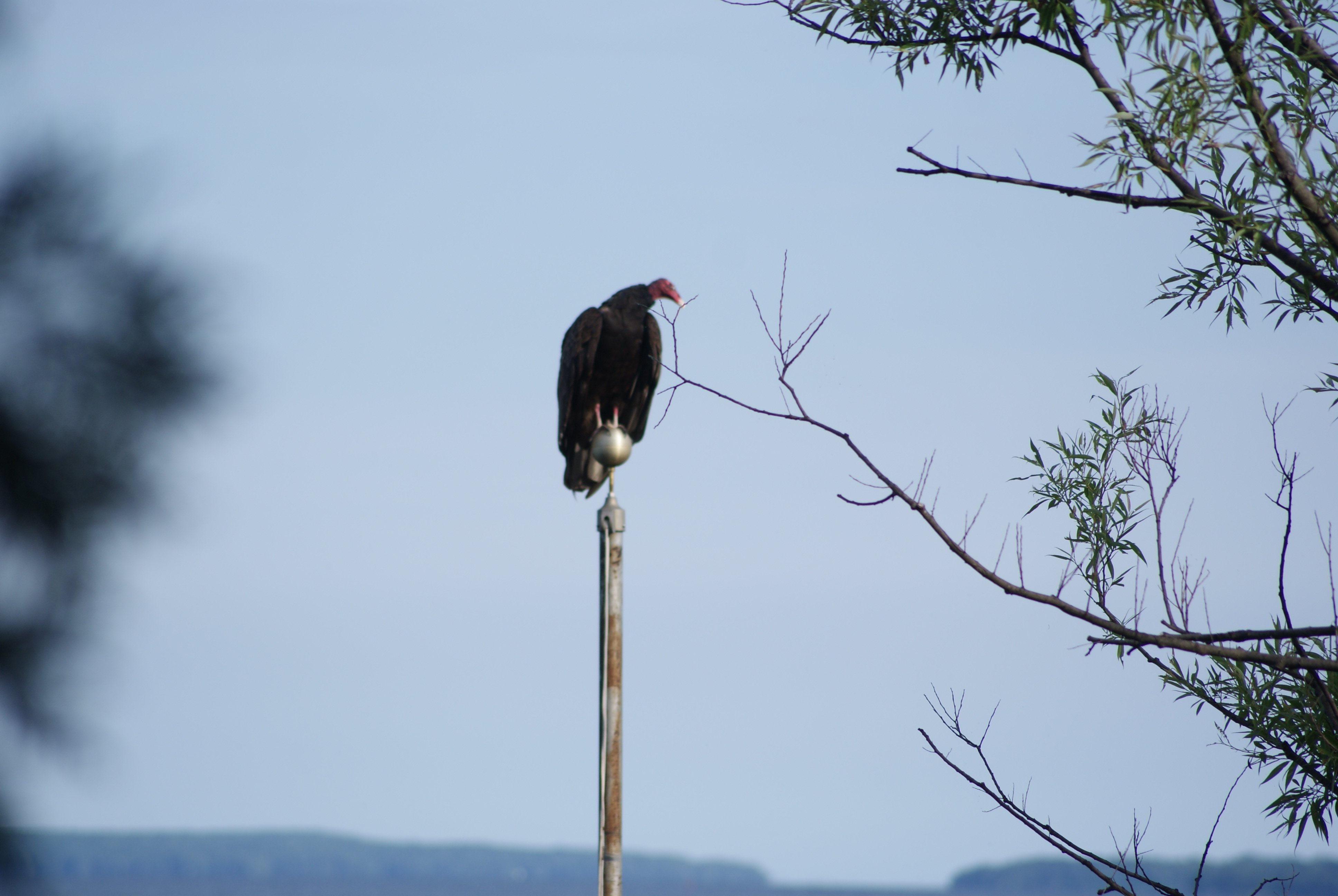Turkey vulture
